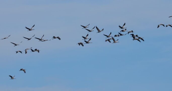 Flock of common cranes ( Grus grus ) in the Camargue, France