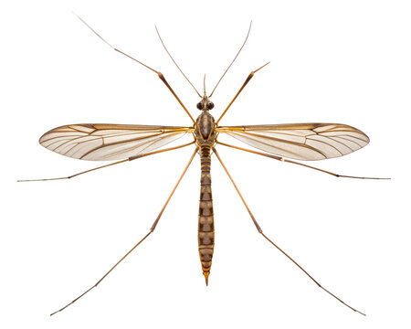 Crane Fly Long Legs Wings &ndash; Detailed Macro Insect Close-Up