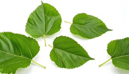 A collection of fresh green mulberry leaves with detailed veins and serrated edges isolated on a white background.