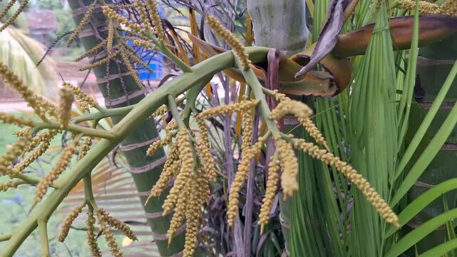 Close Up Areca Palm Flower (Areca catechu) With Slow Camera Movement in Tropical Nature