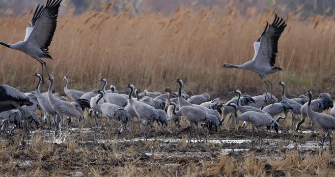 Flock of common cranes (Grus grus), feeding in the fields of the  the Camargue, France