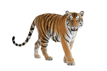 Obraz premium Majestic tiger walking