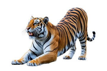 Obraz premium Roaring tiger stretching wild feline