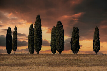 Paesaggio con cipressi presso Paliano - Frosinone - Lazio - Italia