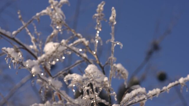The plants were covered in ice after a winter storm.