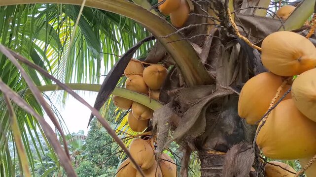 Close-Up of Golden Coconut Tree with Abundant Yellow Fruits (Cocos nucifera) with Slow Top-to-Bottom Camera Movement, Tropical Video Footage