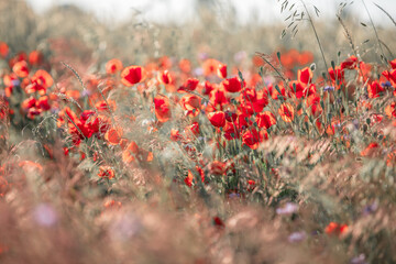 Vibrant field of red poppies in sunlight, light floral background or wallpaper for your design