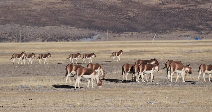Large group of equus kiang on high altitude grassland