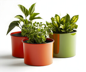 Fototapeta premium A fresh green houseplant growing in a pot at home