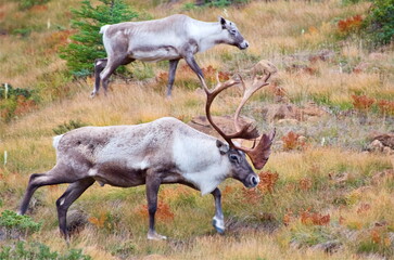Woodland Caribou Rangifer tarandus caribou Bull and Cow Foraging on Grassy Slope Newfoundland Gros Morne National Park © Marcel