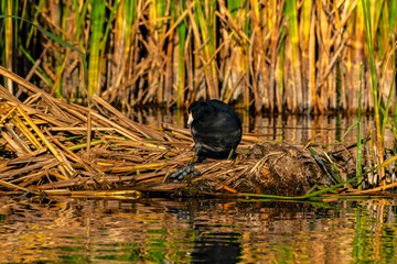 American Coot with webbed foot visible