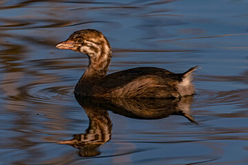 Pied-billed Grebe portrait