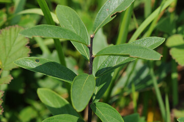 Wikstroemia genkwa is a deciduous shrub that produces vibrant purple flowers in early spring before its leaves emerge This is an authentic photography