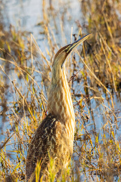 American bittern (Botaurus lentiginosus) standing upright in shallow marsh water, blending into reeds at Sacramento National Wildlife Refuge in Glenn County, California.