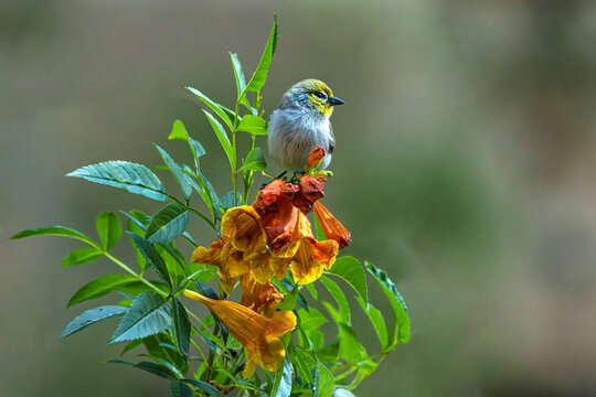 Verdin (Auriparus flaviceps), Perched on Yellow Bells. (Tecoma stans) Blooms, Following a Rain Storm