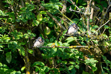 Juvenile barn swallows, Hirundo rustica, perched on branches waiting for adult to return with food