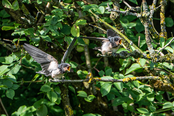 Juvenile barn swallows, Hirundo rustica, beaks open as adult approaches with food
