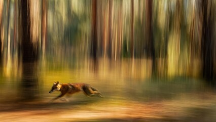 Fototapeta premium fox sprinting through a sunlit forest with motion blur Concept Fox in motion, Sunlit forest, Motion blur photography, Wildlife action shot, Dynamic wildlife portrait