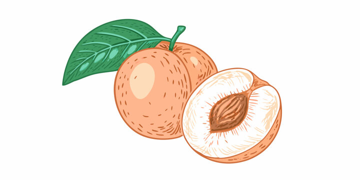 A vibrant illustration of a whole and halved apricot with a green leaf