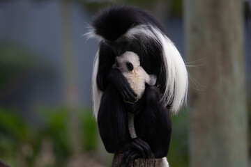 Obraz premium Mother Angolan colobus monkey cradling her infant