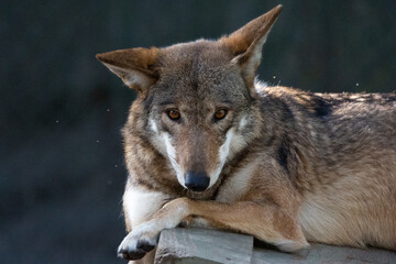 Close up portrait of a red wolf looking into camera