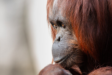Close up portrait of an adult orangutan face © Zachary
