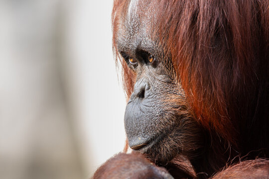 Close up portrait of an adult orangutan face