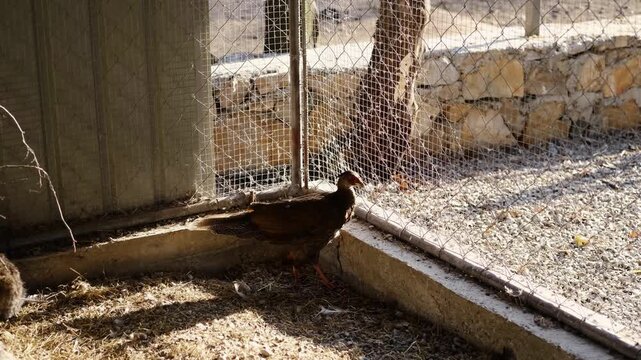 Brown bird stands near wire fence inside a zoo enclosure on a sunny day. Captive wildlife and animal observation concept in a protected environment