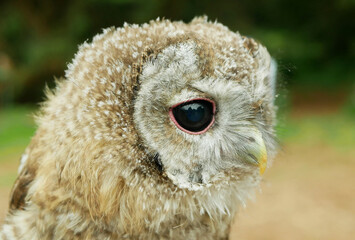 Obraz premium Tawny owl juvenile baby Strix aluco chick brown owl cute, big round black eyes with pink eye lid and cute yellow beak. Conservation concern, vulnerable and critical endangered. Large rounded head