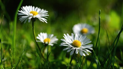 Fototapeta premium White daisies with yellow centers growing in a green grassy meadow. Concept White daisies with yellow centers, Grassy meadow, Wildflowers in bloom, Summer sunshine scene, Nature photography
