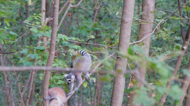 Group Ring Tailed Lemurs Foraging Woodland Floor Among Leaf Litter And Trunks, Adults Grooming Juveniles And Pups, Tails Striped And Raised, Playful Scuffle And Gentle Nuzzle