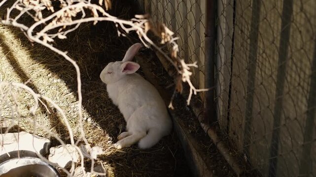 White rabbit rests in shade near a wire fence inside a zoo enclosure. Calm captive animal scene showing care, safety, and quiet observation