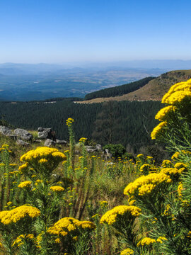 The beautiful yellow flowers of the Phymaspermum acerosum with a view of the De Kaap Valley in the background. 