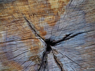 Fototapeta premium WOOD TREE FOREST TRUNK BROWN