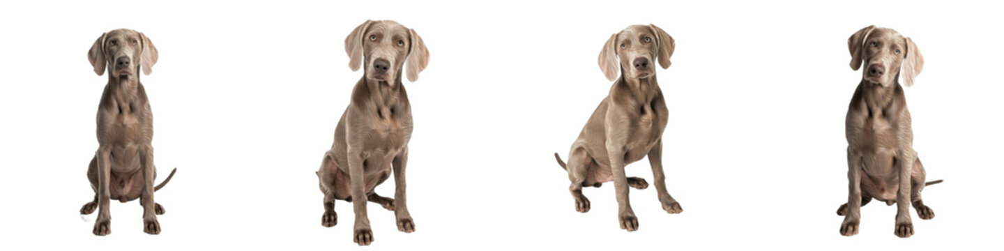 Four Weimaraner Dogs Sitting in Various Poses PNG with Oil Paint Effect Isolated on White Background