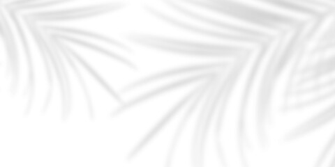 Realistic Palm leaf shadow overlay effect isolated on transparent background. Tropical coconut...