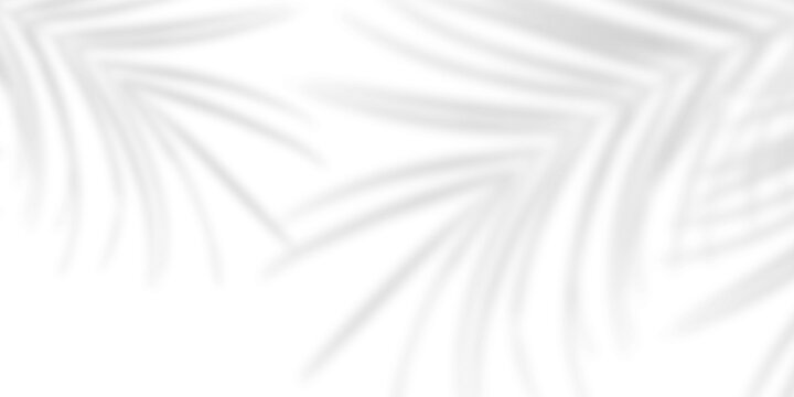 Realistic Palm leaf shadow overlay effect isolated on transparent background. Tropical coconut leaves shadow. Natural spring summer design elements. Shadow mockup backdrop for product display. PNG