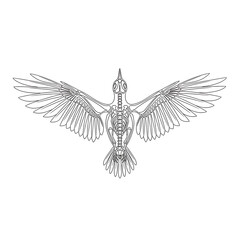Fototapeta premium Minimalist line of a bird skeleton isolated on a transparent background