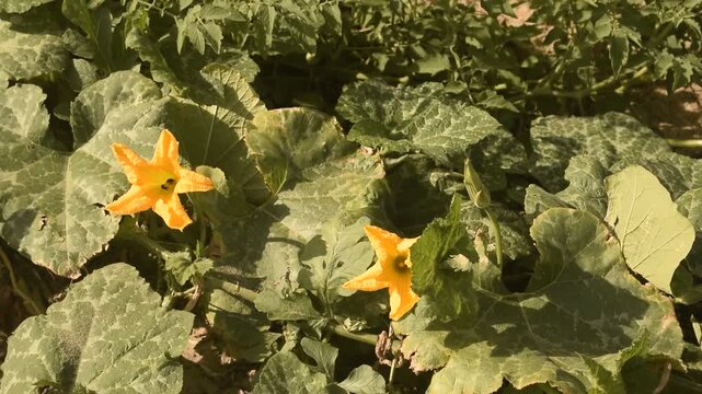 P&eacute; de jerimum, planta&ccedil;&atilde;o de ab&oacute;bora florida com lindas flores laranjas em formato de estrela, balan&ccedil;ar da planta pelo vento