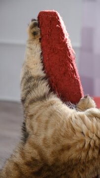 Cute tabby cat scratching old fabric chair.  Cute funny mixed breed kitten, pets, pampered pets.  Sharpening claws. Scratching post.
