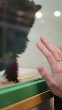 Young woman choosing a new pet in shop standing near cage with the small black puppy. Caucasian girl playing with Japanese Spitz behind the glass at animal store. Adorable fluffy small friend