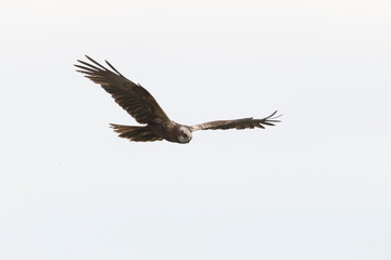 Obraz premium Western marsh harrier flying over Wolkenberg nature reserve in Baarn during daylight hours