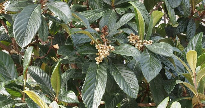Eriobotrya japonica | Japanese loquat - Chinese plum - Nispero - Pinyin - Misbelief - Japanese medlar. Ornamental shrub leathery dark green leaves and fragrant white flowers in winter