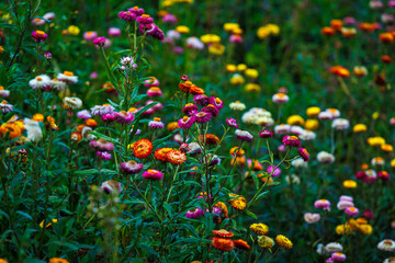 Straw flower of colourful beautiful on green grass nature in the garden with mountains at Phuhinrongkla National Park Nakhon Thai District in Phitsanulok, Thailand.