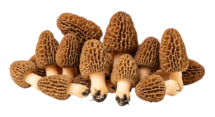 A group of morel mushrooms with detailed honeycomb texture, rendered in PNG format for culinary use or nature illustration