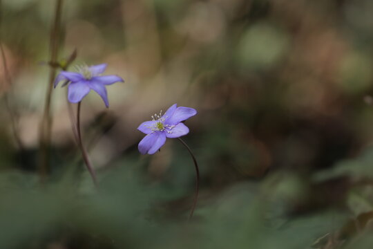 fiori di anemone hepatica nel bosco 