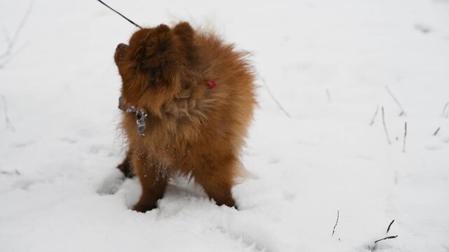 Fluffy pomeranian spitz puppy walking in snowy winter outdoors