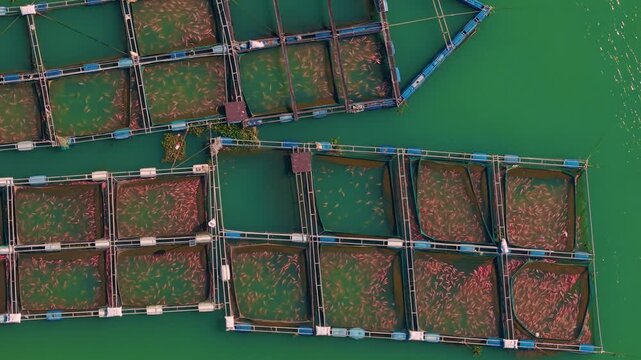 Aerial top view red tilapia jumps out of water while feeding on fish farm aquaculture pisciculture Vietnam.