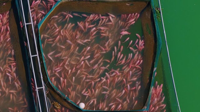 Aerial top view red tilapia jumps out of water while feeding on fish farm aquaculture pisciculture of Asia.