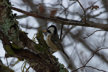Coal tit feeding in a winter forest. A bird catching a larva. © Graciah